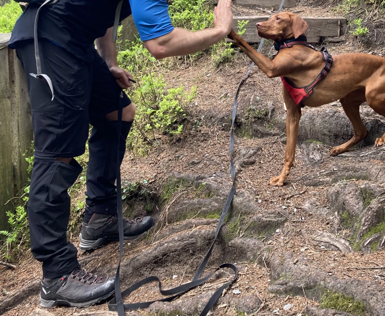 Halti Pallas X-Stretch Lite Zip-Off Pants - Zip-off Trousers 5 Halti Pallas X-Stretch Lite Zip-Off Pants - Zip-off Trousers - Image 3